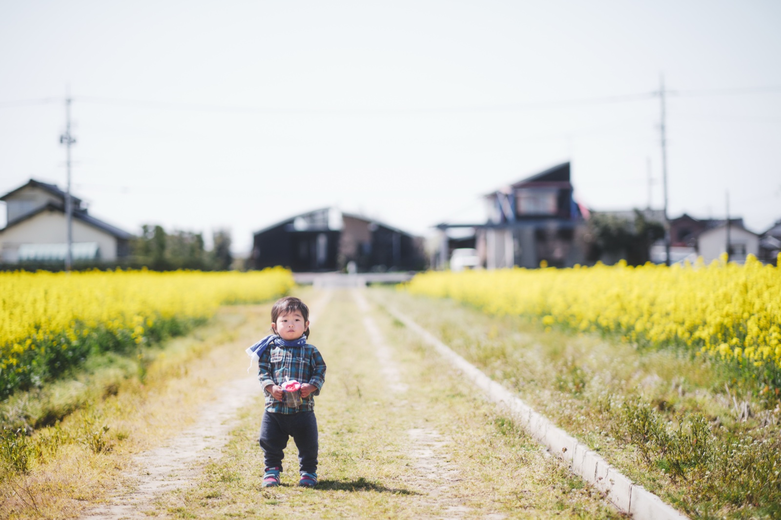 Capture Oneで現像した、菜の花の一本道（富士フイルムX-T3）