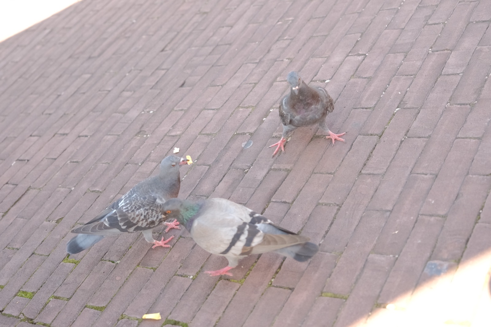 煉瓦の広場を歩く鳩