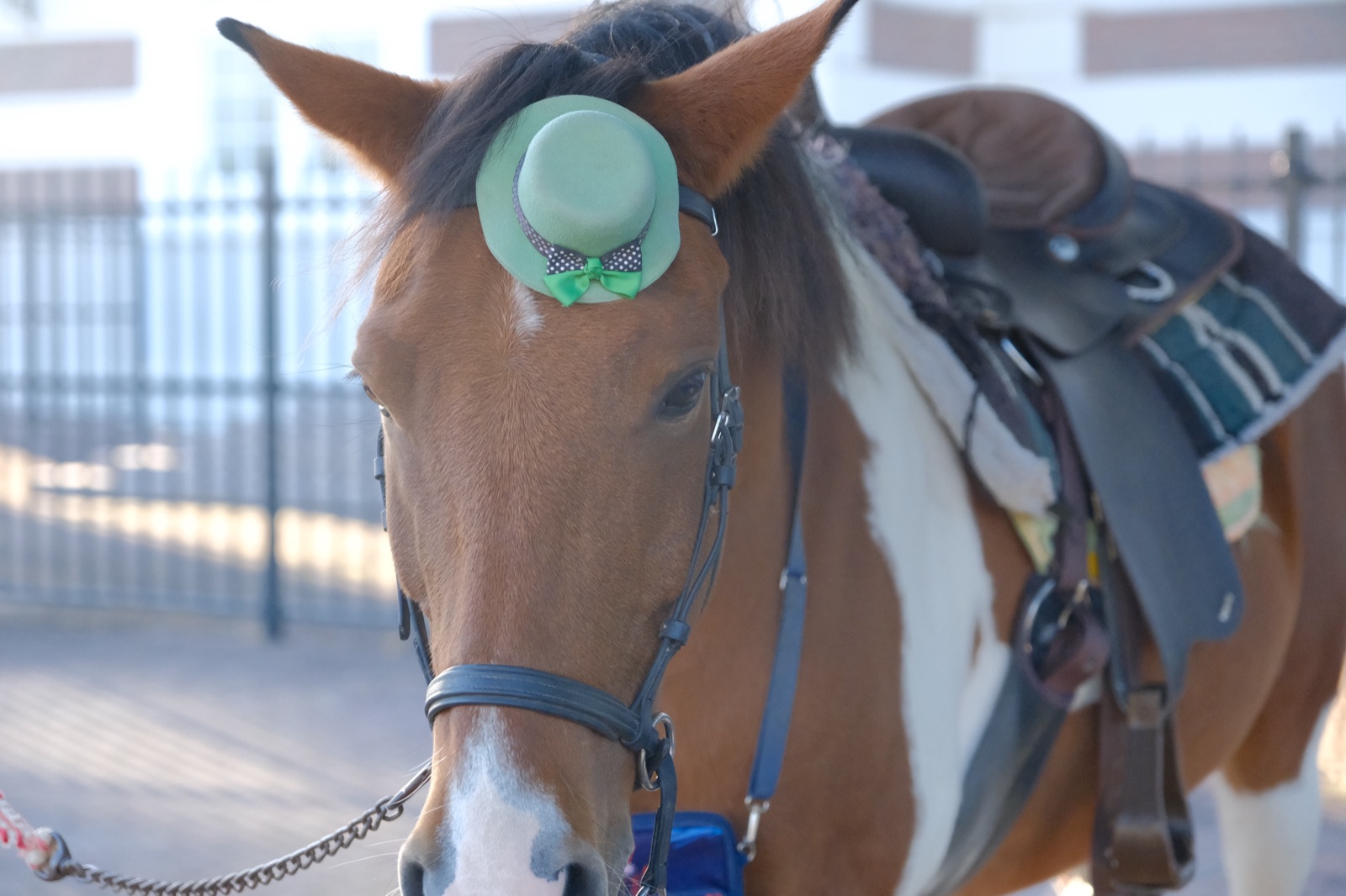 緑の帽子をかぶった乗馬体験の馬