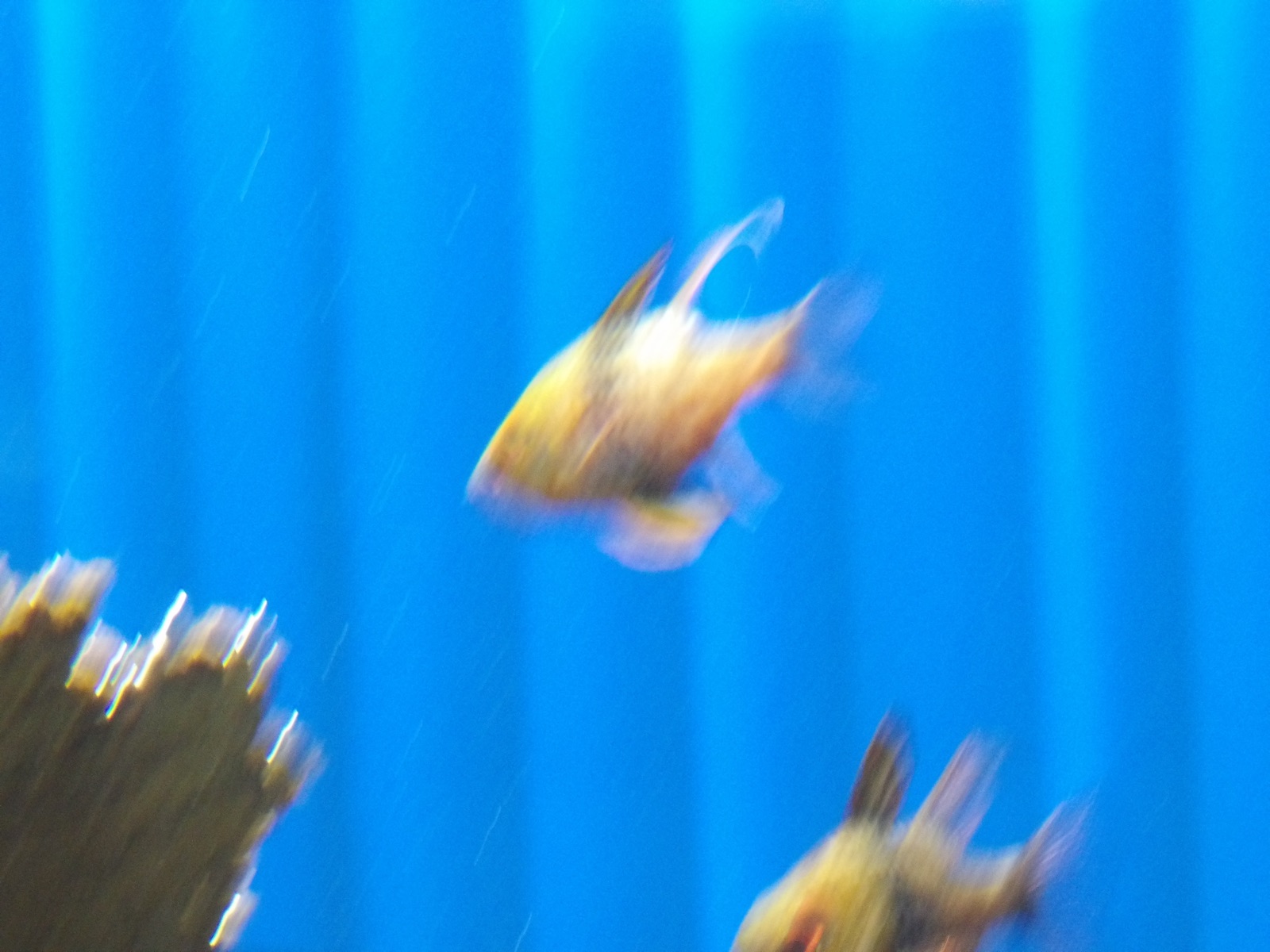 水槽の中のブレた金魚