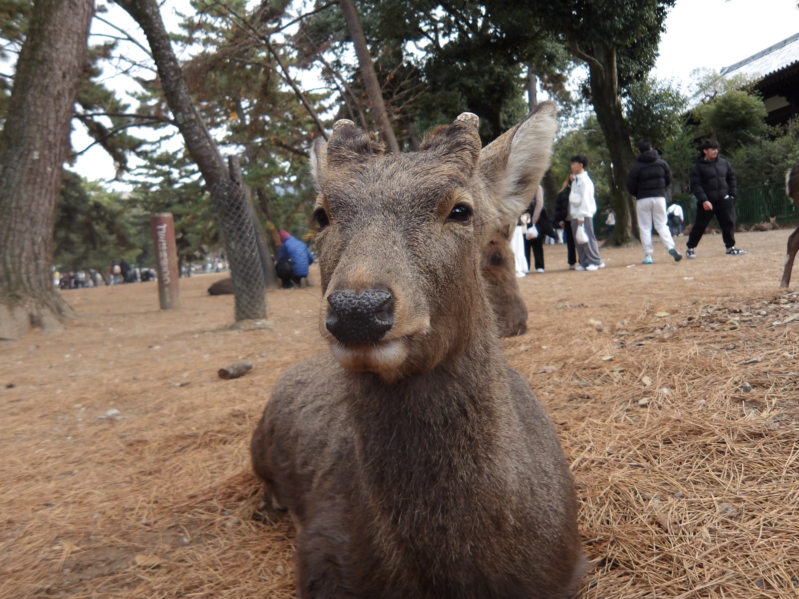 奈良の鹿を至近距離で撮った写真