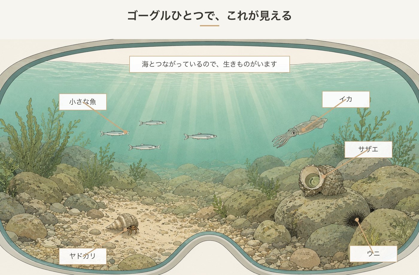 海水プールの水中のようす。小魚・イカ・ヤドカリ・サザエ・ウニ