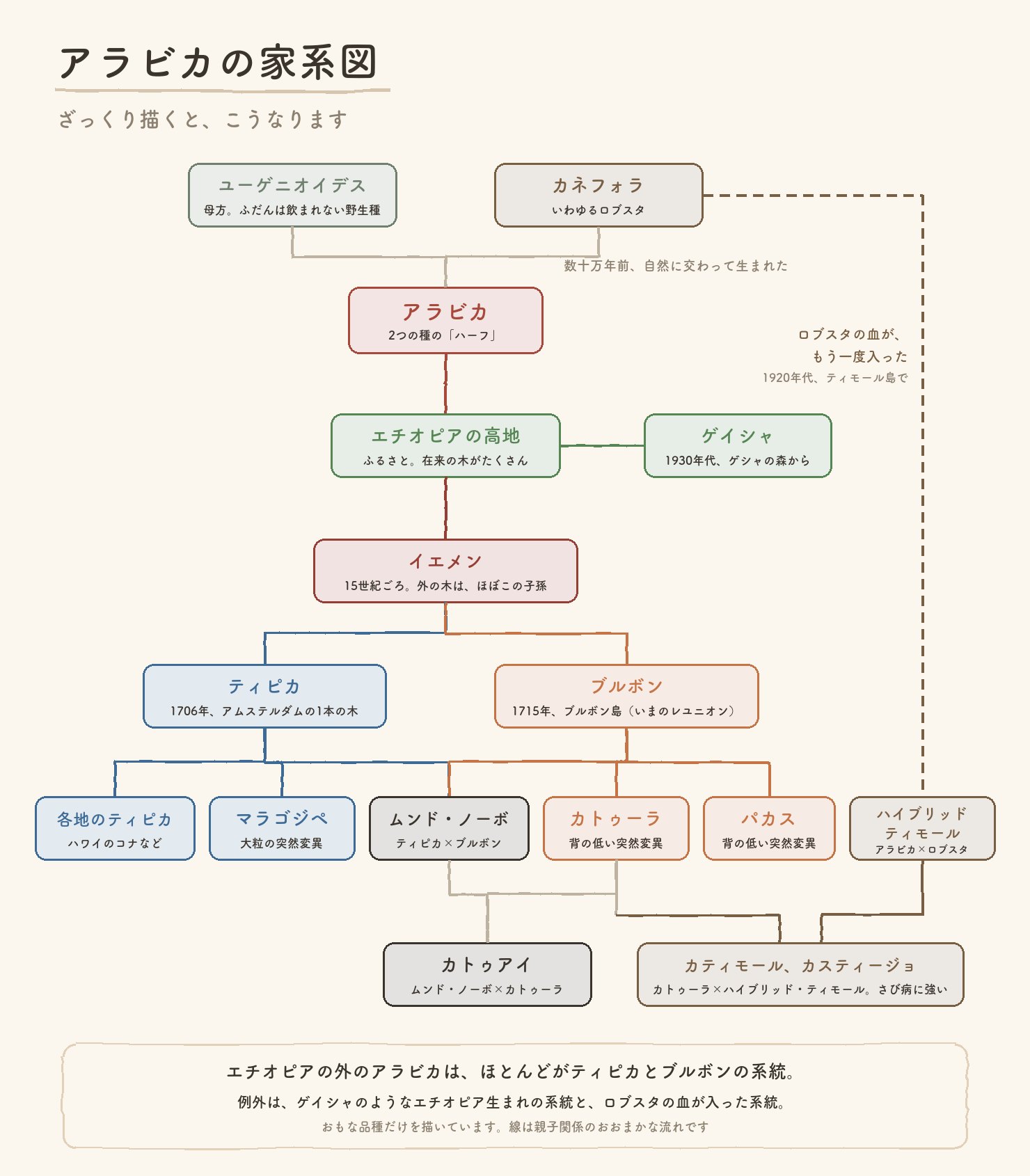 アラビカの家系図。ユーゲニオイデスとカネフォラから生まれたアラビカが、エチオピアからイエメンへ渡り、ティピカとブルボンに分かれ、その子孫の品種へ。ゲイシャはエチオピアから。ロブスタの血が入った系統もある