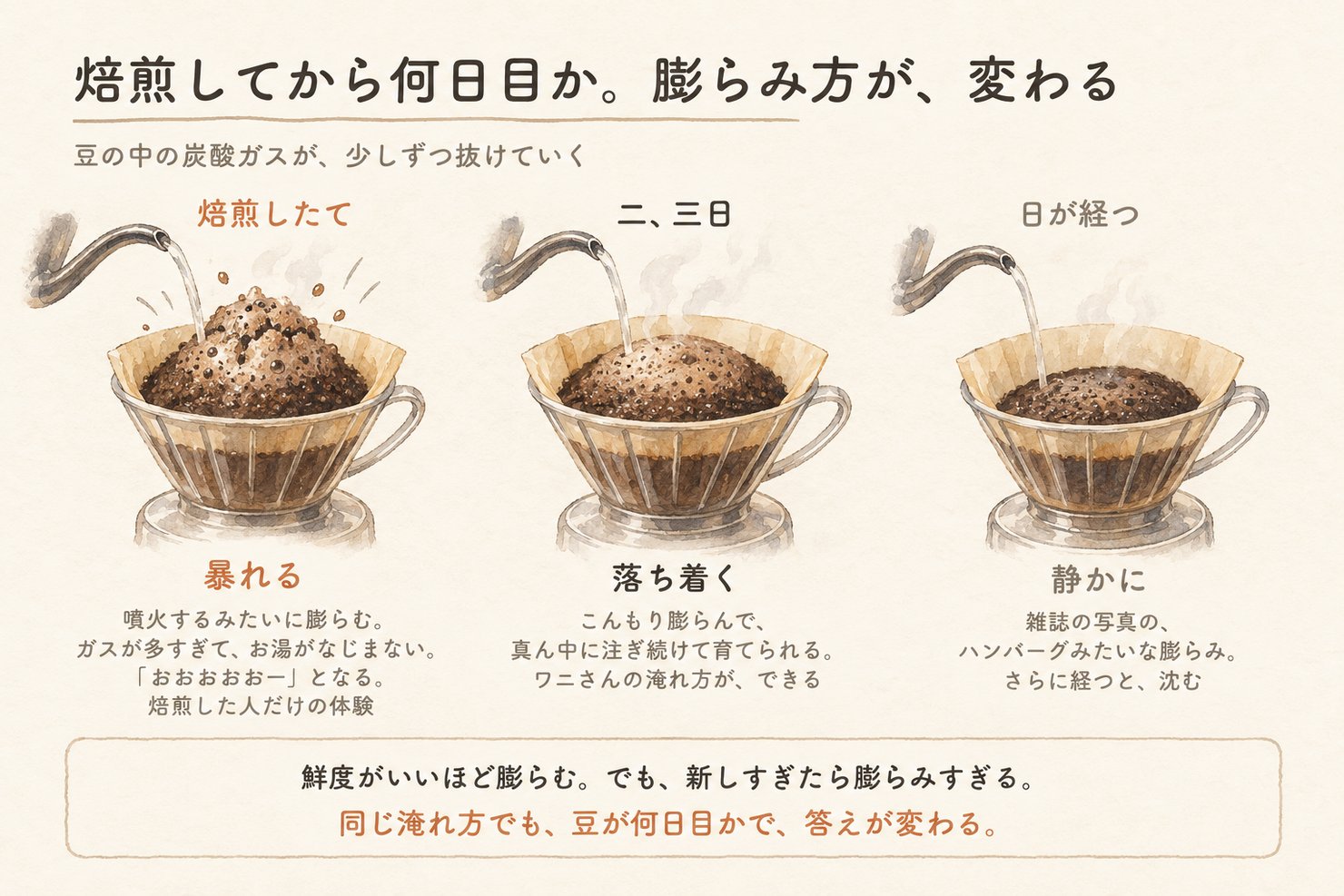 焙煎してからの日数と膨らみ方の違いの水彩図。焙煎したては噴火のように暴れ、二、三日で落ち着き、日が経つと静かになる