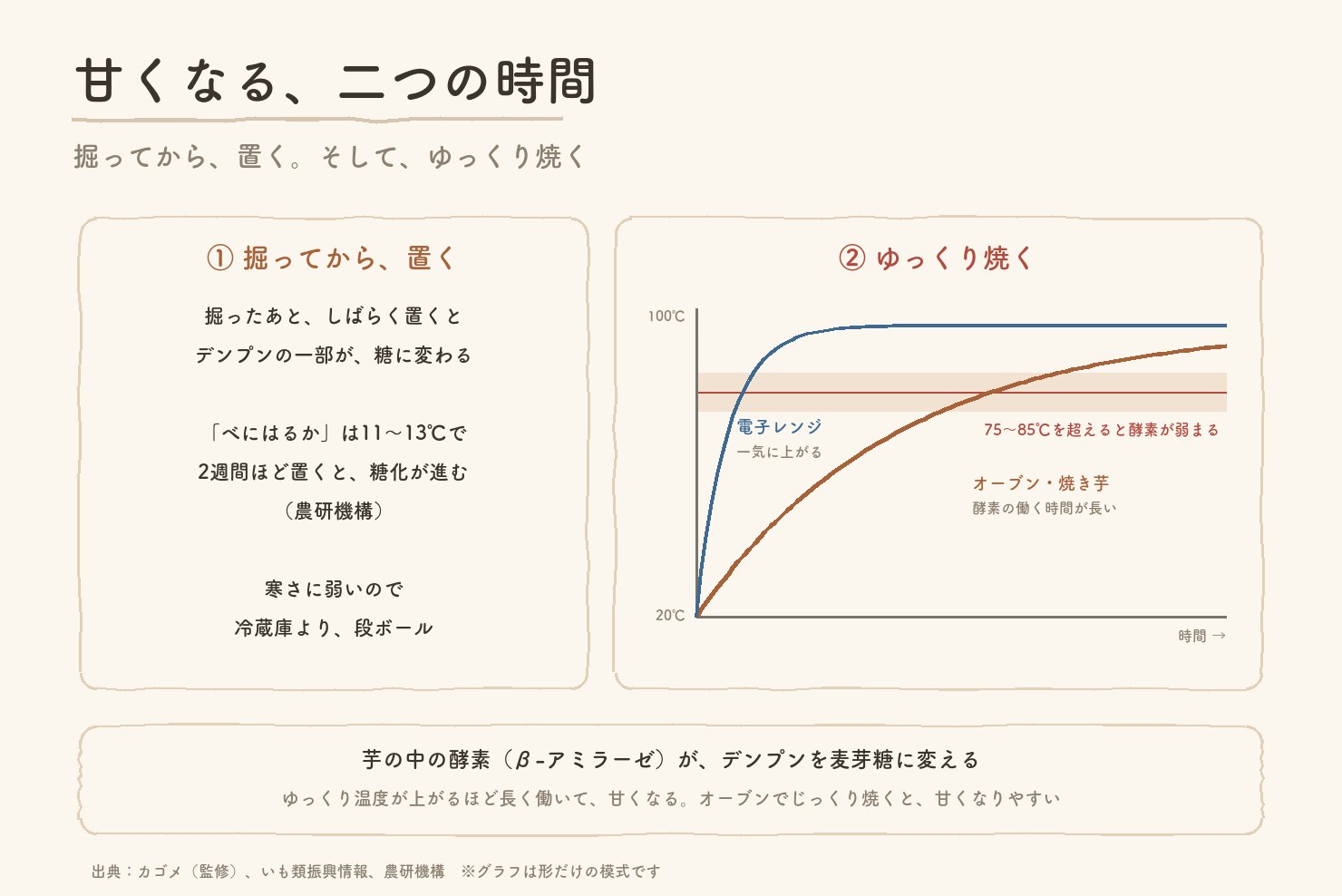 サツマイモが甘くなる二つの時間の図。掘ってから置くとデンプンの一部が糖に変わること、ゆっくり焼くほど酵素のβ-アミラーゼが長く働いて甘くなることを、オーブンと電子レンジの温度の上がり方のグラフで示す