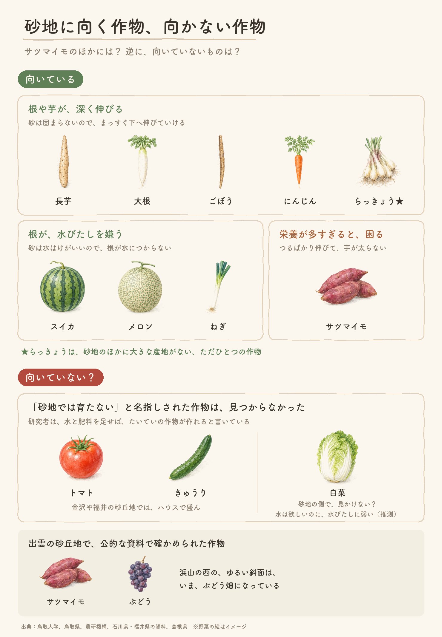 砂地に向く作物と向かない作物を、野菜の水彩で並べた図。根や芋が深く伸びる長芋・大根・ごぼう・にんじん・らっきょう、根が水びたしを嫌うスイカ・メロン・ねぎ、栄養が多すぎると困るサツマイモ。育たないと名指しされた作物は見つからず、トマトときゅうりは金沢や福井の砂丘地のハウスで盛ん、白菜は推測。出雲の砂丘地で確かめられたのはサツマイモとぶどう