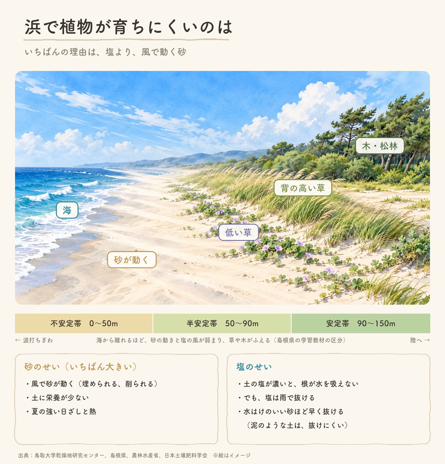 海岸の断面の水彩に、浜で植物が育ちにくい理由を重ねた図。波打ちぎわに近いほど、風で砂が動き、塩をふくんだ風が強い。陸へ離れるほど、低い草、背の高い草、低い木と松林へと植物がふえる。塩は雨で抜け、水はけのいい砂ほど早く抜ける