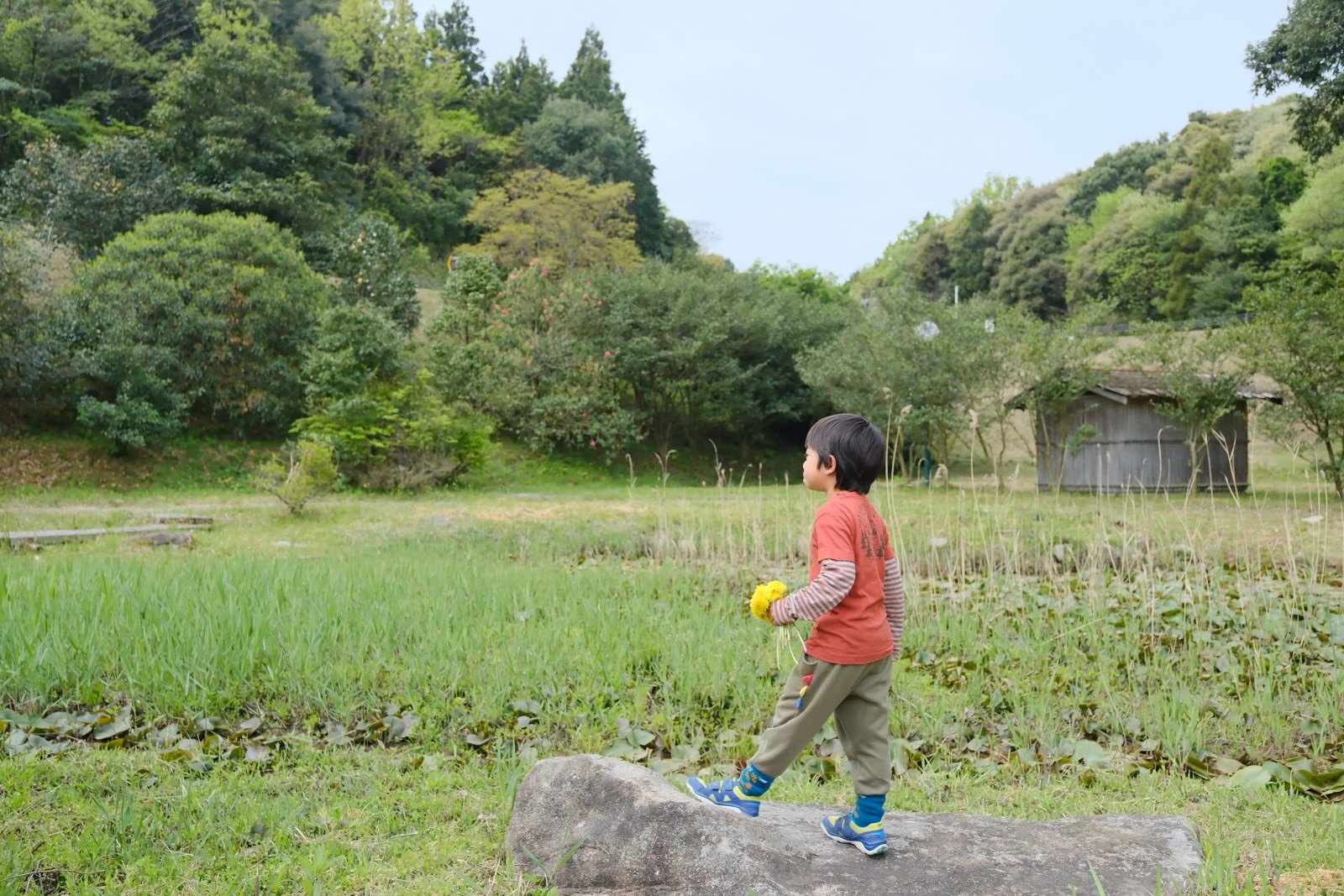 春の蓮池のほとりの石の上にタンポポの花束を持って立つ男の子