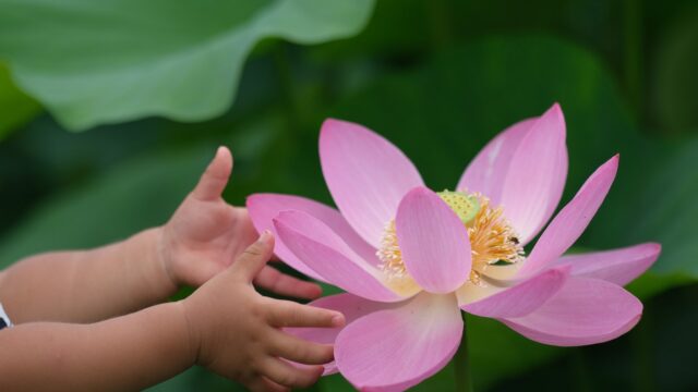 古代ハスの花に伸びる小さな子どもの両手