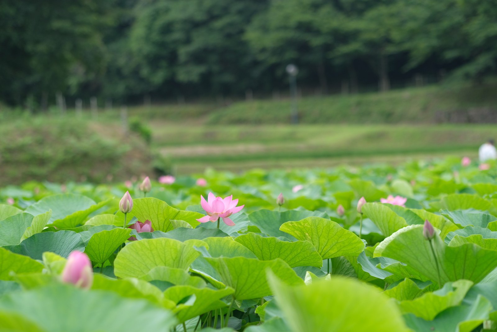 荒神谷史跡公園の蓮池に咲くハスの花