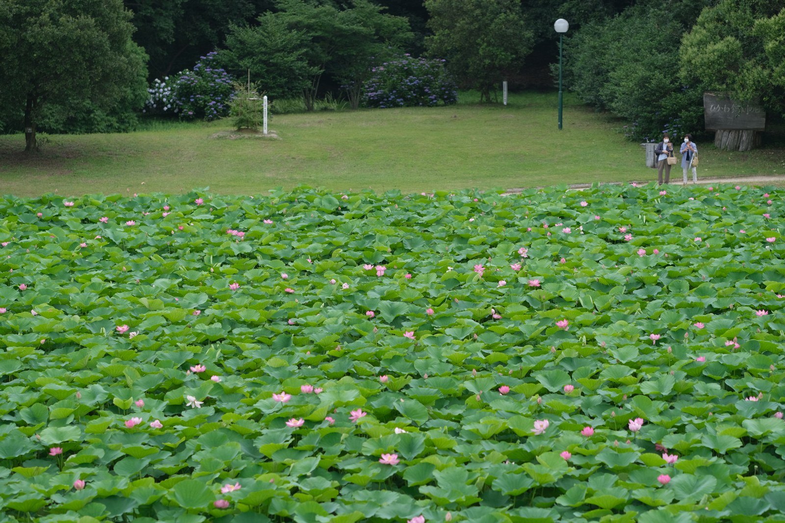 荒神谷史跡公園の蓮池と芝生の広場