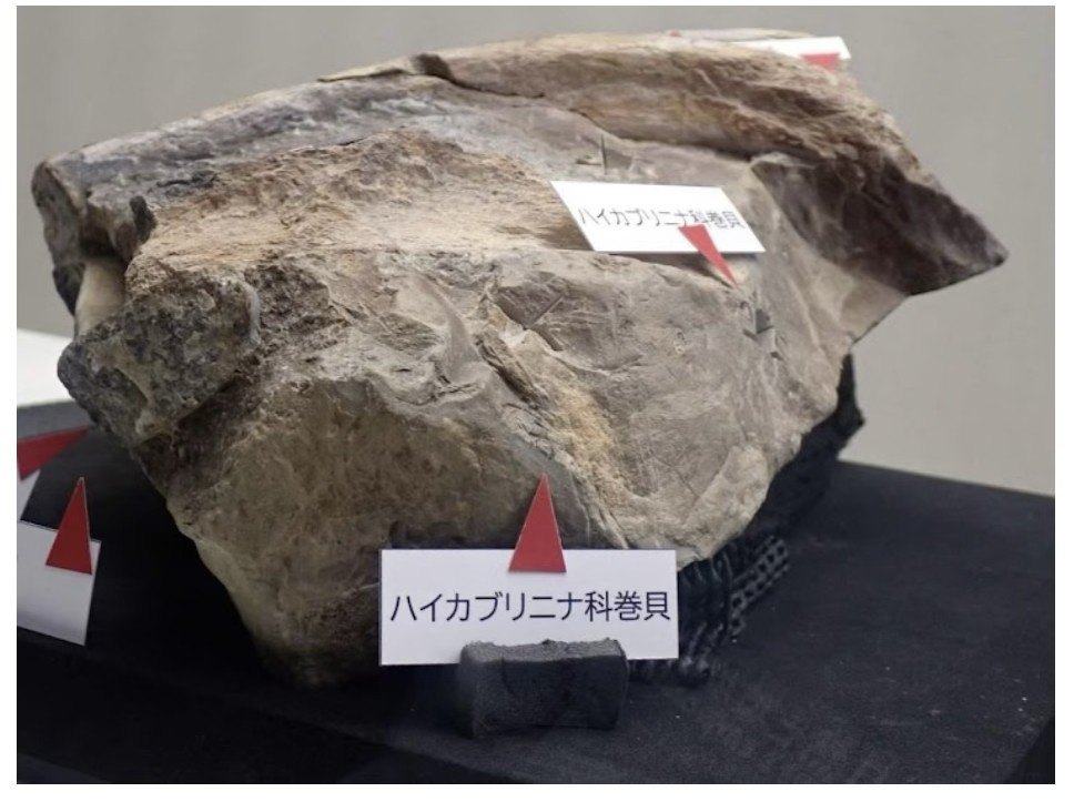 竜骨群集のハイカブリニナ科巻貝の化石
