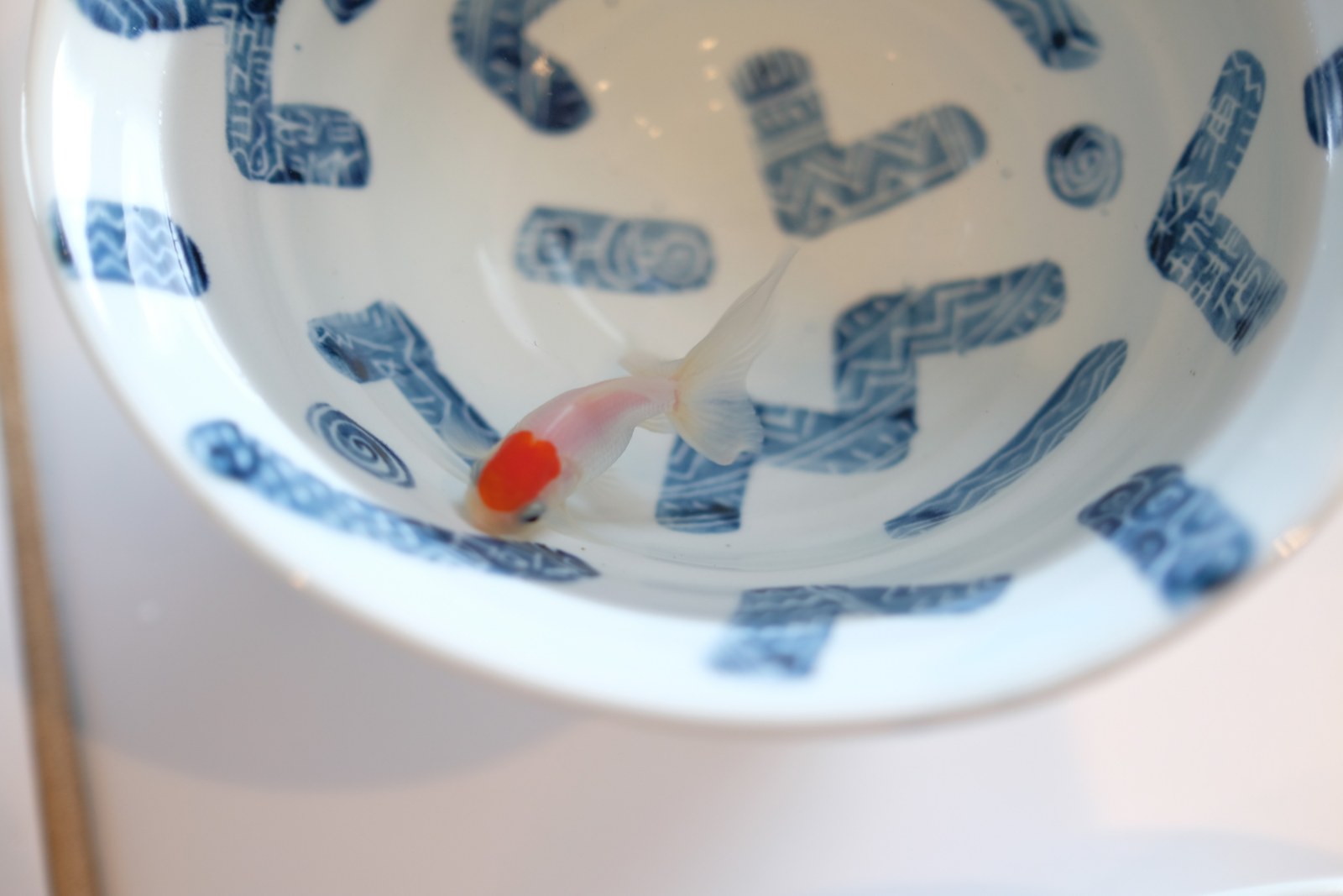 原洋一さんの染付の鉢の中を、頭だけが赤い白い金魚が泳いでいる。鉢の内側に藍色のギザギザの模様