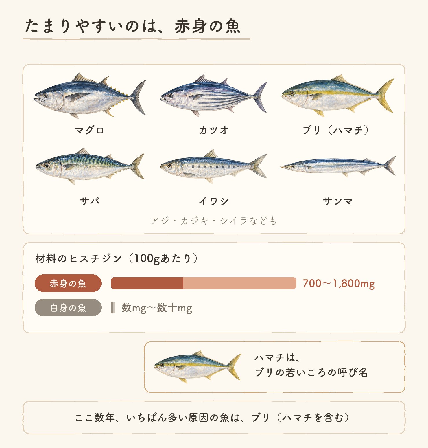 たまりやすいのは、赤身の魚。マグロ・カツオ・ブリ（ハマチ）・サバ・イワシ・サンマの水彩。材料のヒスチジンは100gあたり赤身の魚が700〜1,800mg、白身の魚は数mg〜数十mg。ハマチはブリの若いころの呼び名。ここ数年、いちばん多い原因の魚はブリ（ハマチを含む）
