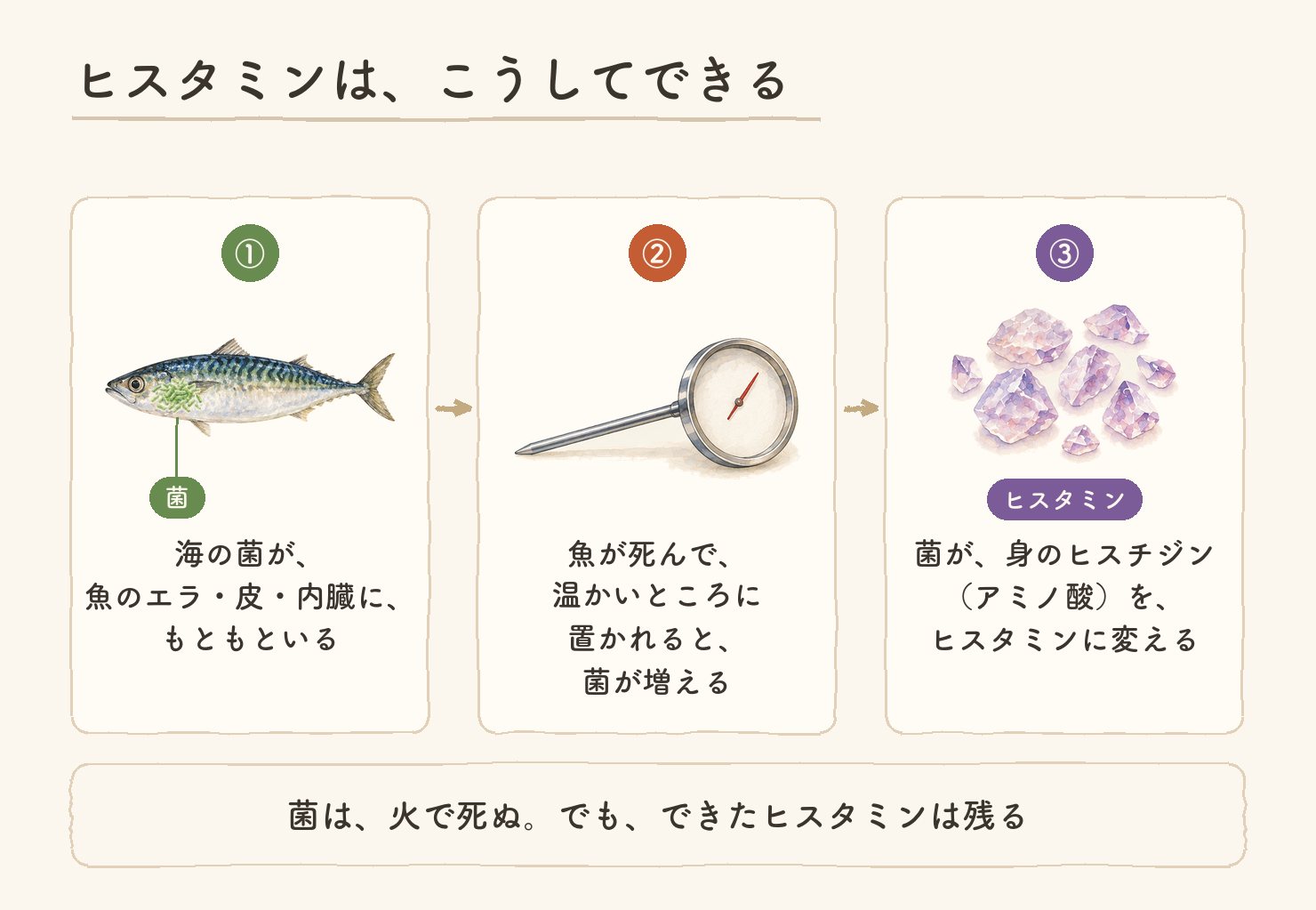ヒスタミンは、こうしてできる。海の菌が魚のエラ・皮・内臓についている。魚が死んで温かいところに置かれると菌が増える。菌が身のヒスチジンをヒスタミンに変える。菌は火で死ぬが、できたヒスタミンは残る