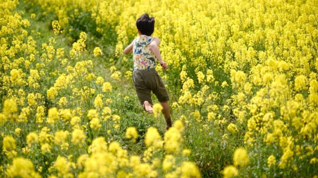 一面の菜の花畑の小道を、裸足で駆けていく子どもの後ろ姿（2026年4月・菜の花まつり）