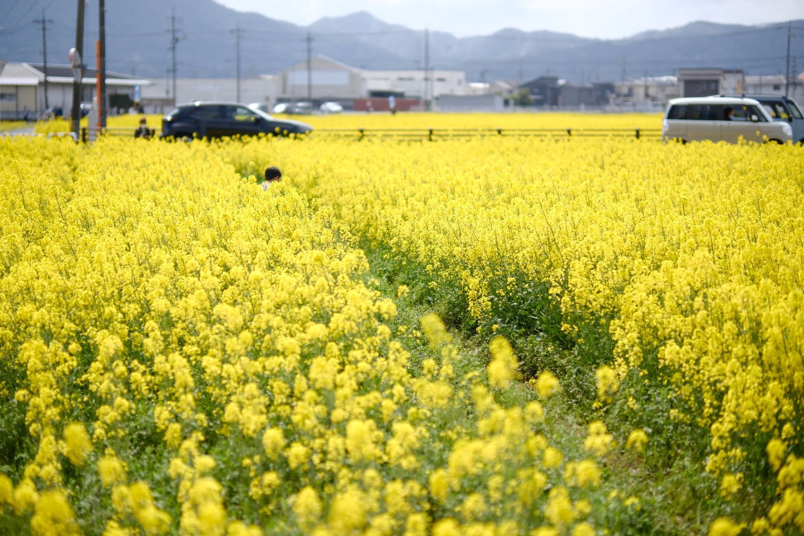 菜の花まつりの日の、一面の菜の花畑