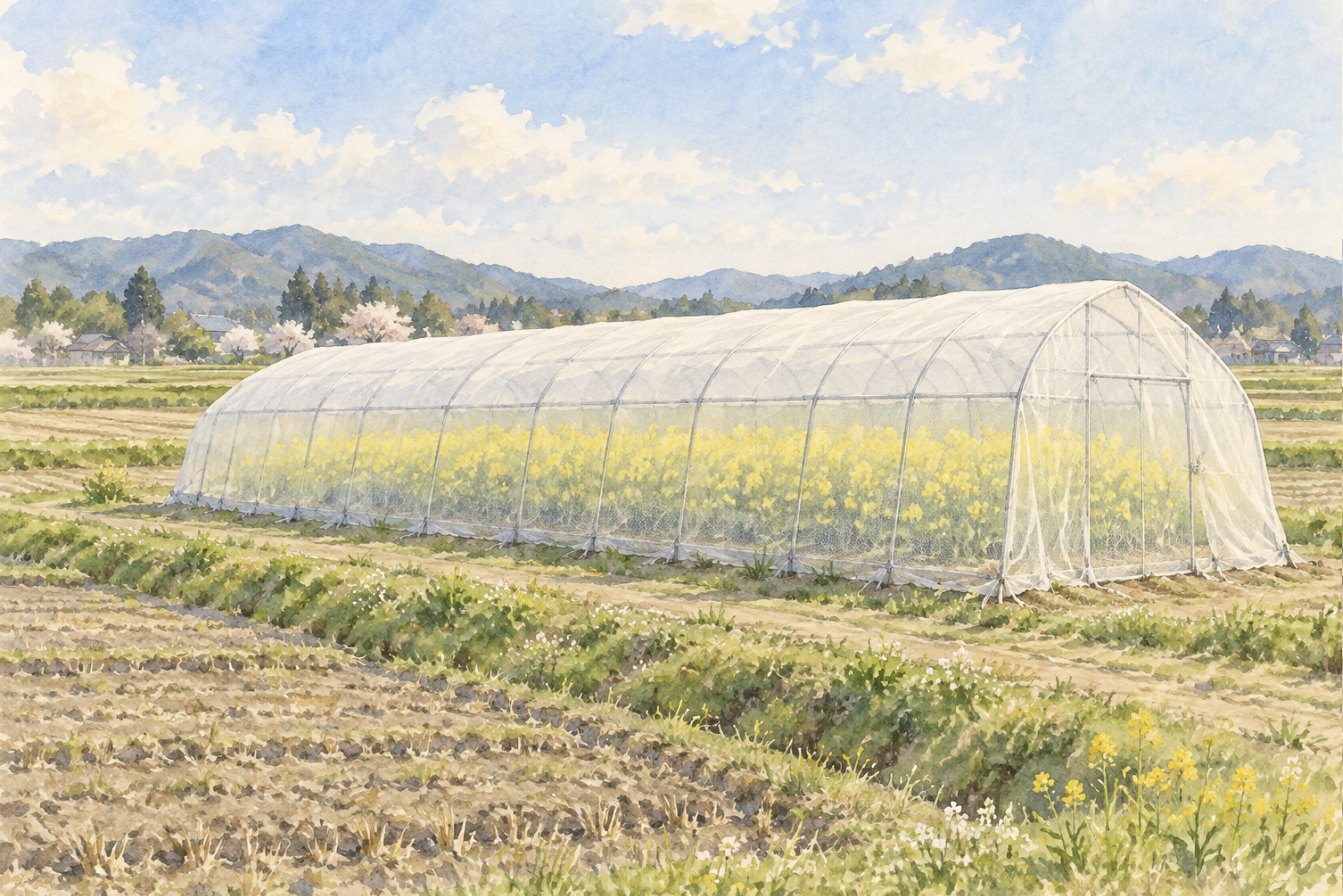 田んぼの中に建つ、白い網で覆われた「網の家」。中に菜の花が咲いている水彩画