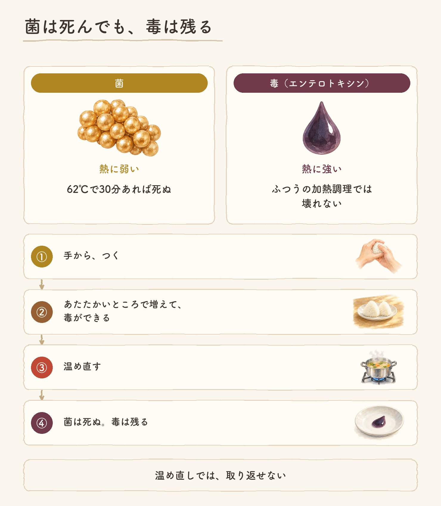 菌は死んでも、毒は残る。菌は熱に弱い、62℃で30分あれば死ぬ。毒(エンテロトキシン)は熱に強い、ふつうの加熱調理では壊れない。①手から、つく ②あたたかいところで増えて、毒ができる ③温め直す ④菌は死ぬ。毒は残る。温め直しでは、取り返せない。各段に水彩の小さな絵つき