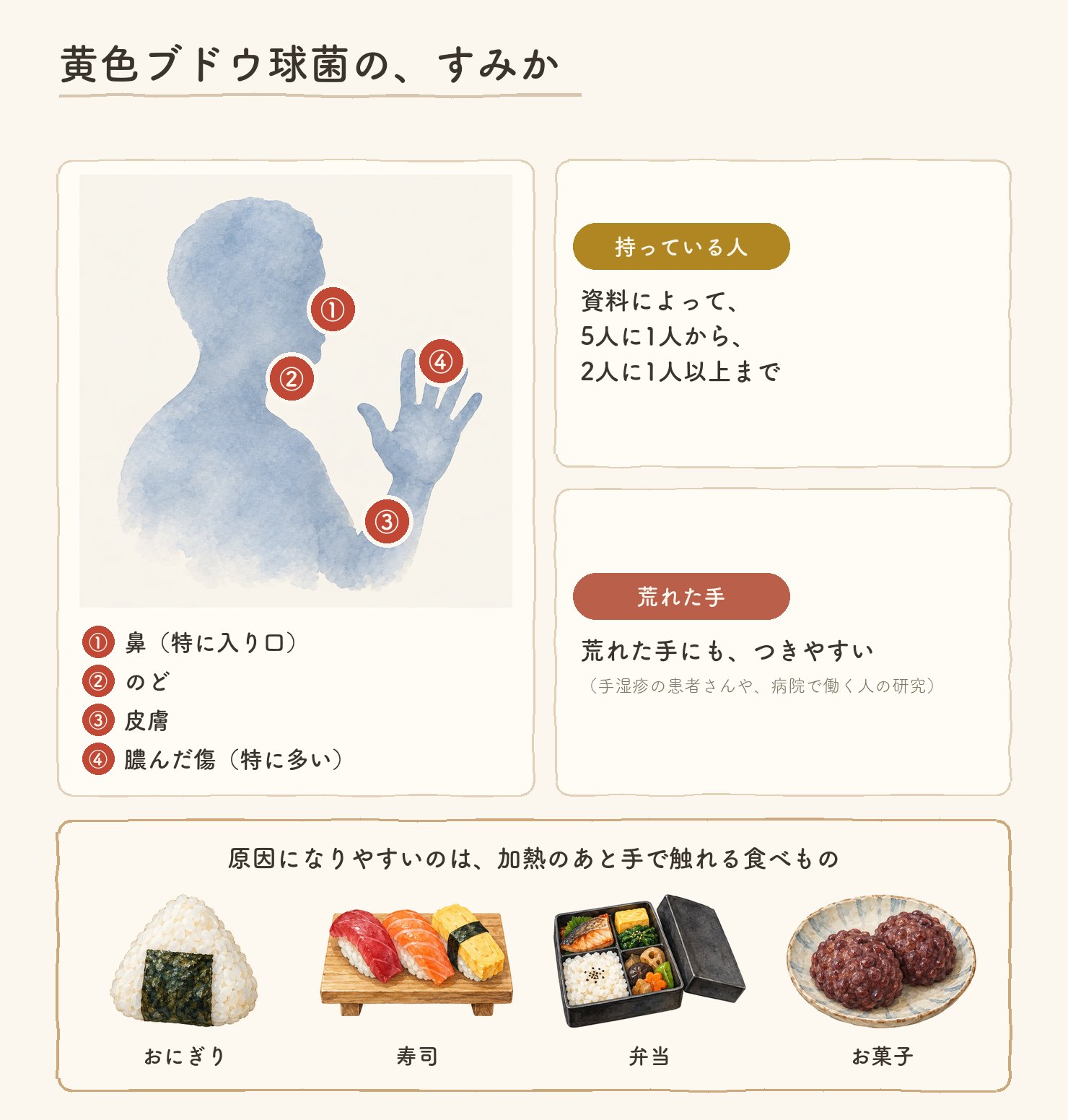 黄色ブドウ球菌の、すみか。人の上半身のシルエットに丸印4つ。①鼻(特に入り口)②のど ③皮膚 ④膿んだ傷(特に多い)。持っている人は、資料によって、5人に1人から、2人に1人以上まで。荒れた手にも、つきやすい(手湿疹の患者さんや、病院で働く人の研究)。原因になりやすいのは、加熱のあと手で触れる食べもの。おにぎり、寿司、弁当、お菓子の水彩つき