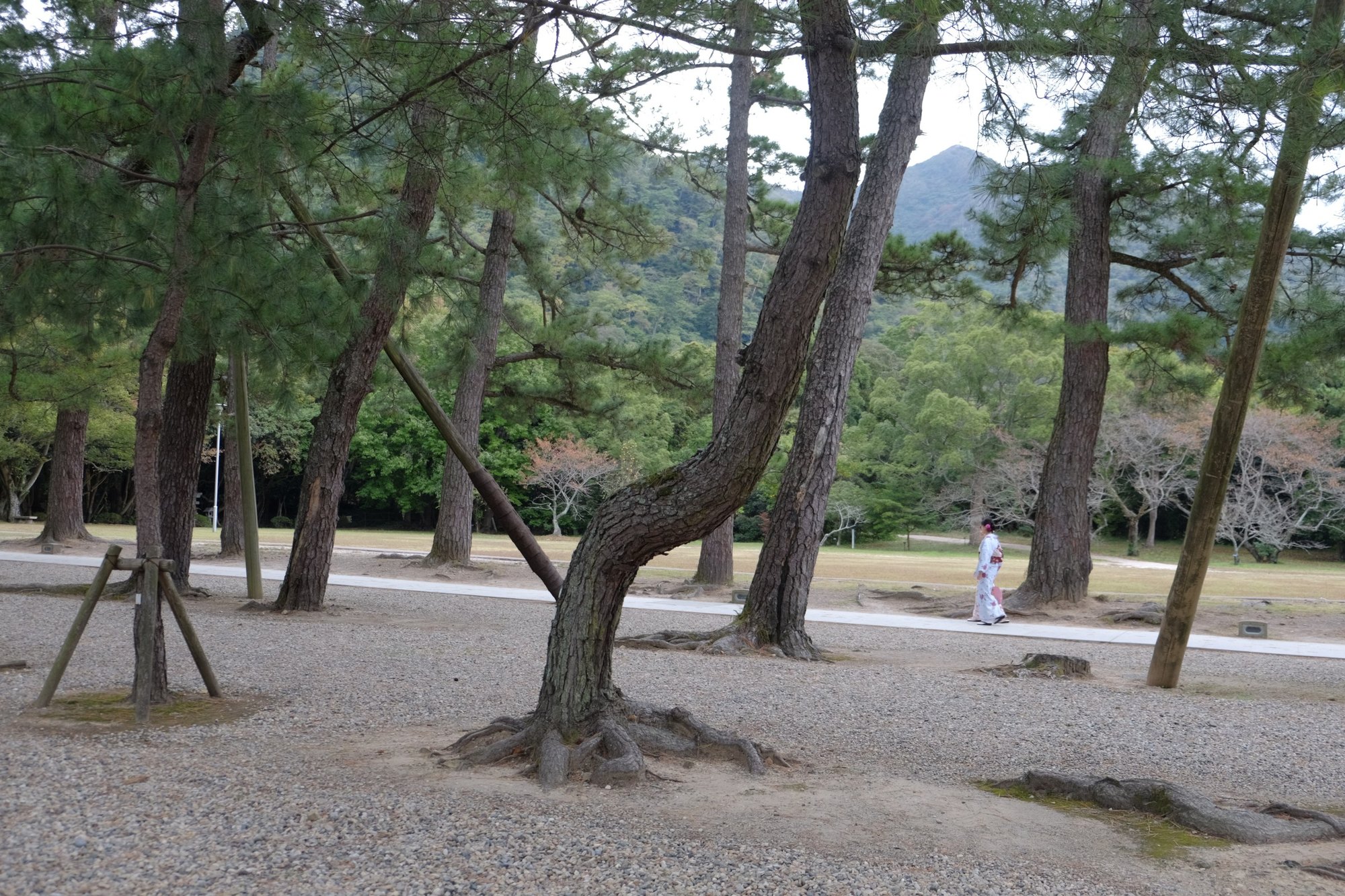 2015年10月の出雲大社。拝殿へ向かう松の参道