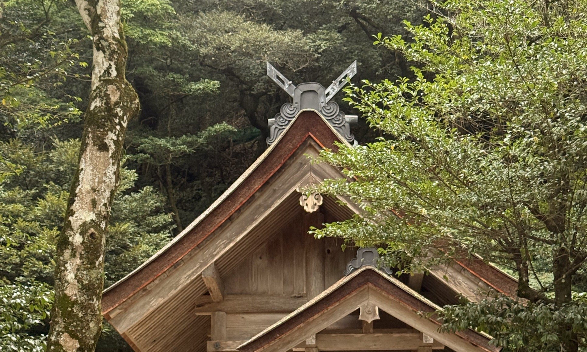素鵞社の屋根。出雲大社本殿の裏、八雲山のふもとにあるスサノヲの社